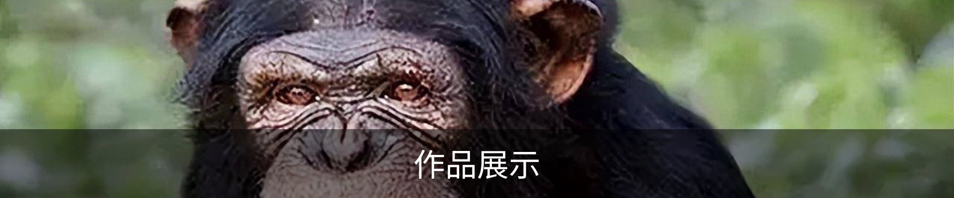 作品展示